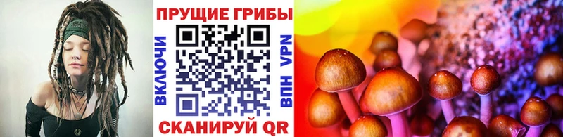 Псилоцибиновые грибы Psilocybe Шумиха